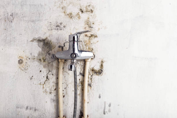 Best Mold Removal and Inspection  in Mckees Rocks, PA