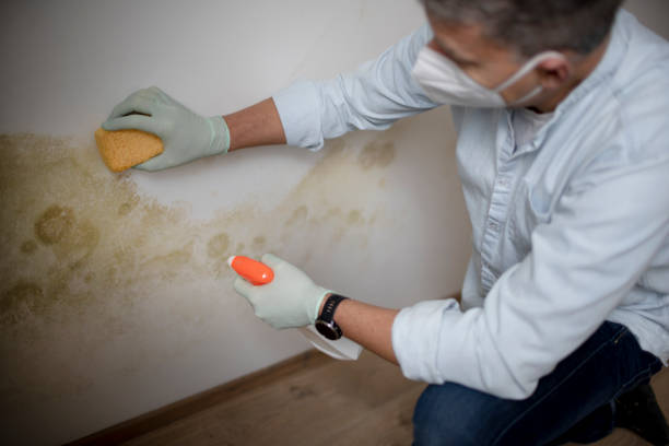 Best Professional Mold Removal  in Mckees Rocks, PA