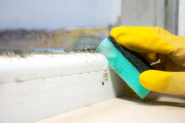 Best Office Mold Removal Services  in Mckees Rocks, PA