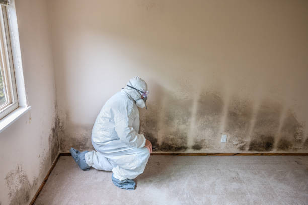 Best Mold Damage Repair  in Mckees Rocks, PA