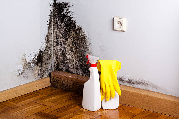 Best Commercial Mold Removal  in Mckees Rocks, PA