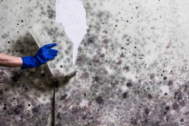 Best Certified Mold Removal  in Mckees Rocks, PA