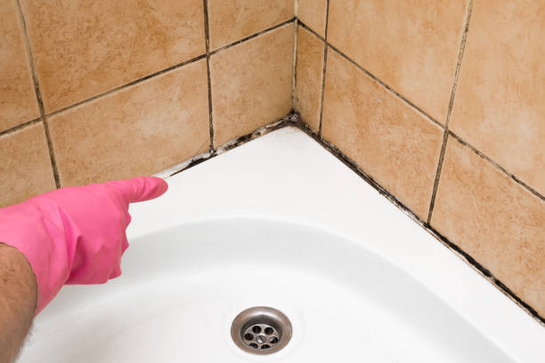 Best Mold Testing  in Mckees Rocks, PA